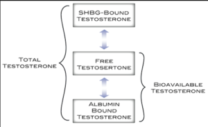 Steroid binding globulin