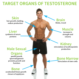 Can You Test Testosterone Levels at Home